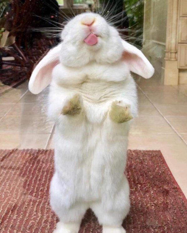 зайцы смешные