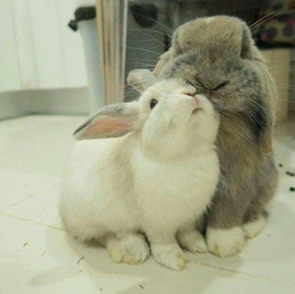 влюбленные зайки