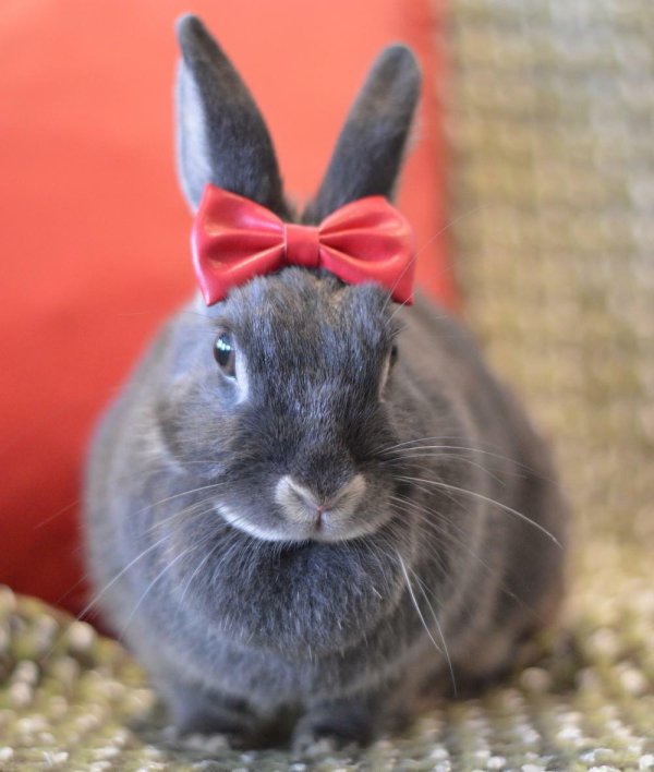 крольчонок смешной