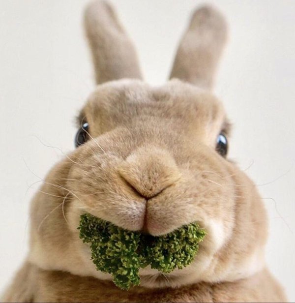 забавные кролики