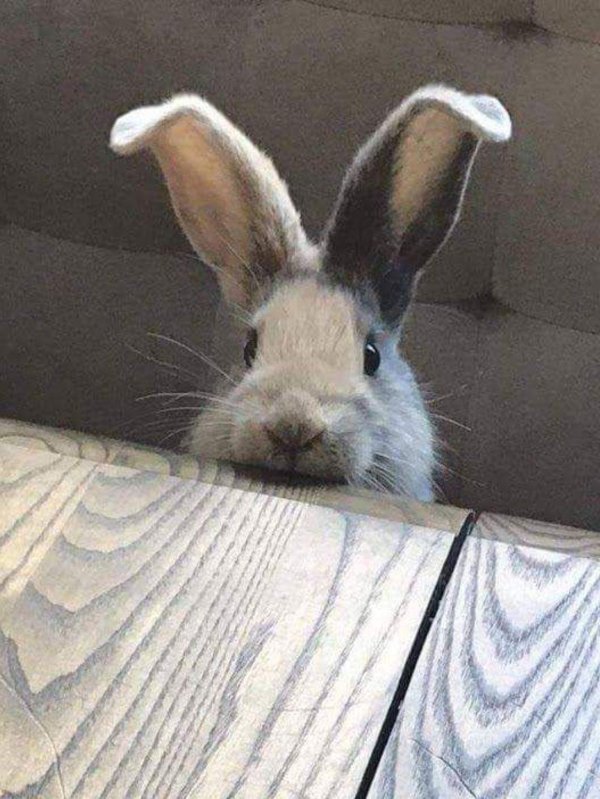 кролик животное