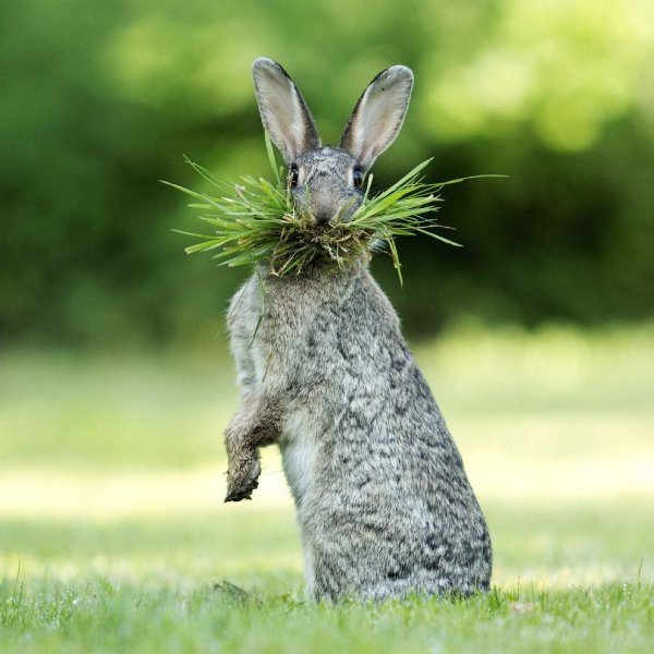 зайцы смешные