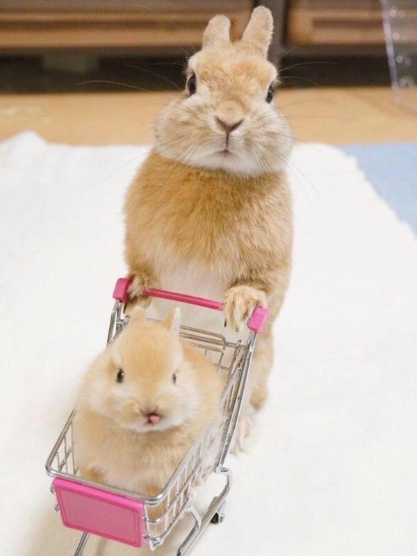 домашние кролики