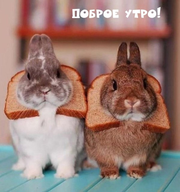 кролики милые