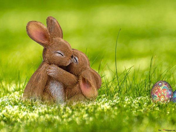 два кролика