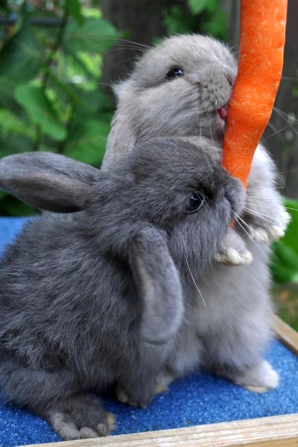 зайчик с морковкой