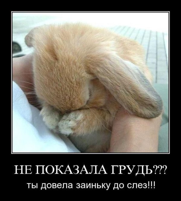 плачущий зайка