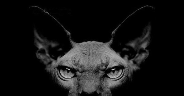 сфинкс морда