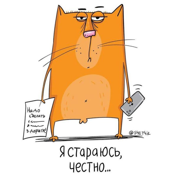 долг котики