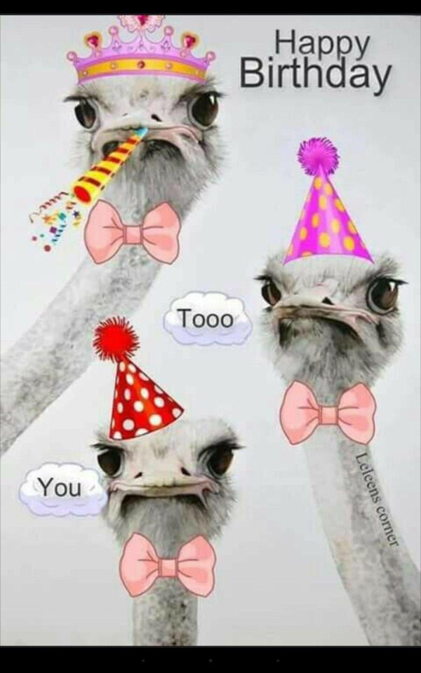 страусы эму