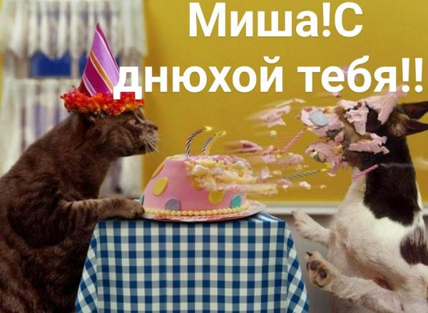 с днем рождения кот