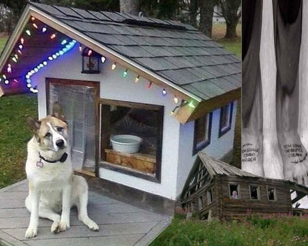 собачьи будки