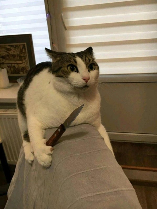 кот с ножиком