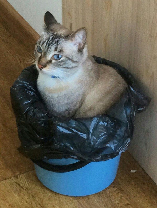мусорный кот