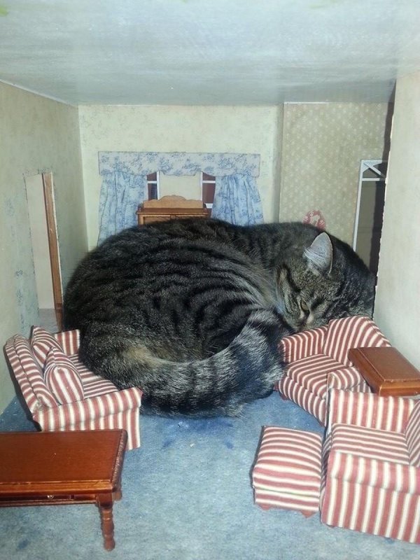 кот в квартире