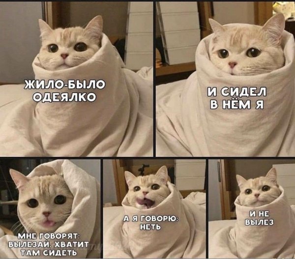 милые котики мем