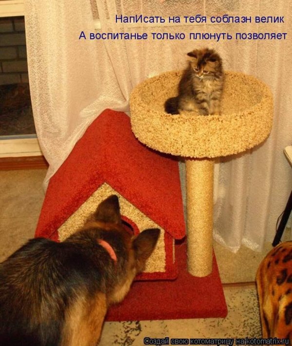 пушок когтеточка ряпушка