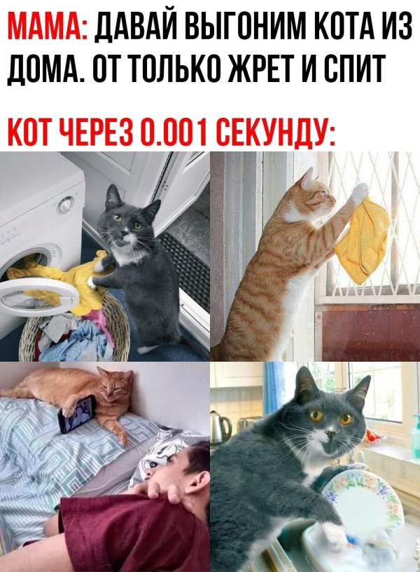 кота выгнали