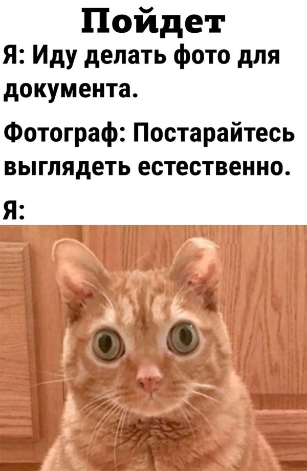 кот с выпученными глазами