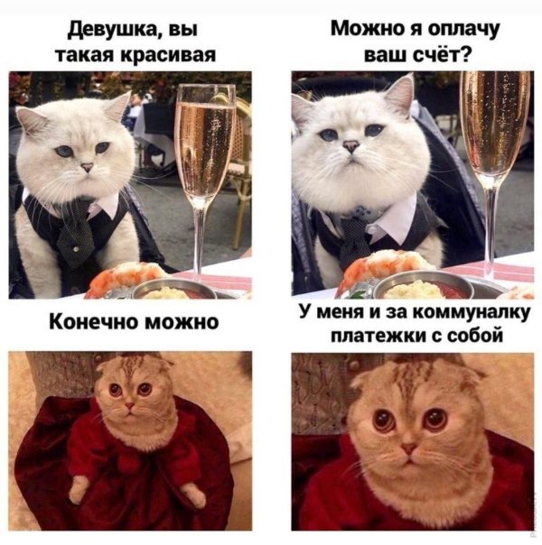 коты мемы