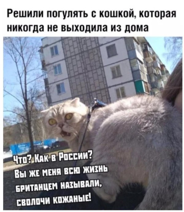 коты юмор