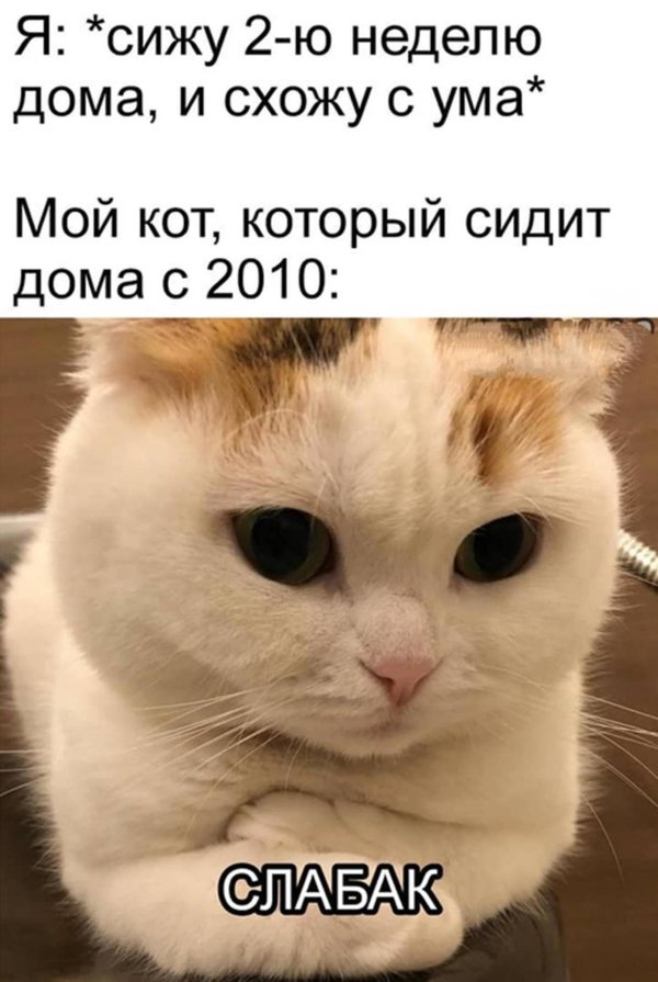 мемы с котиками