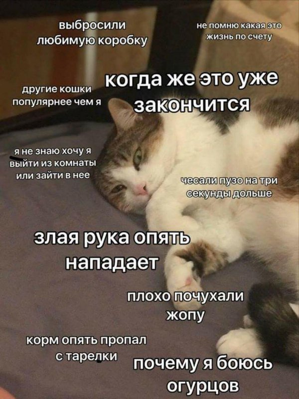 мысли котов
