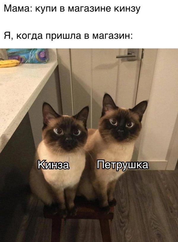 кошки сиамские близнецы