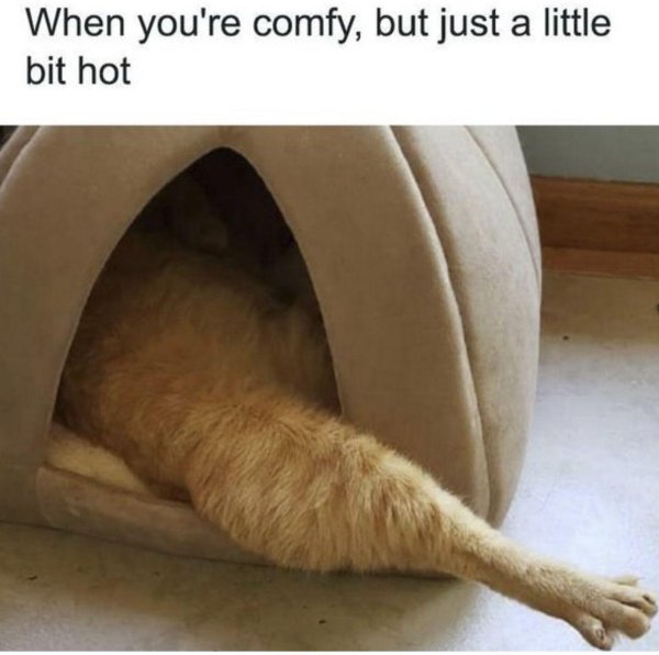 прикольное животное