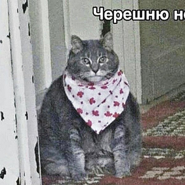 неси черешню