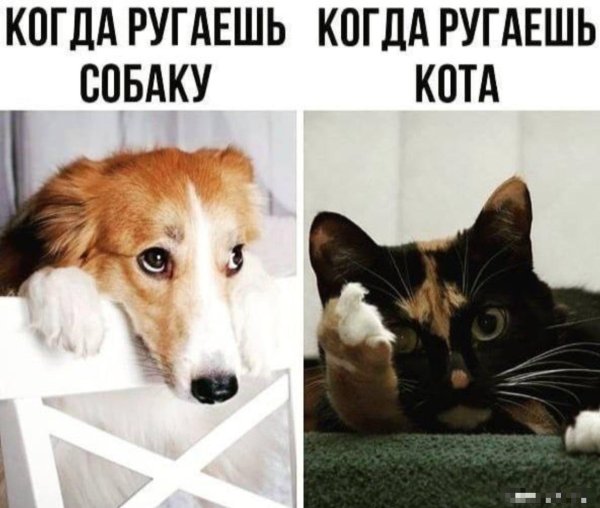 виноватая собака