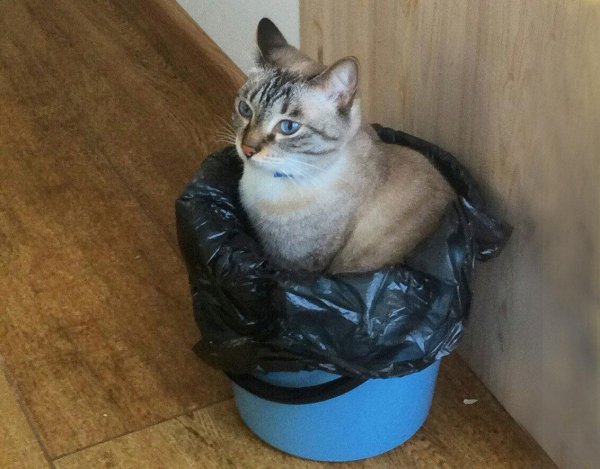 сил табби пойнт у тайской кошки