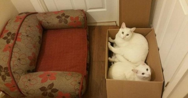 кошка в коробке