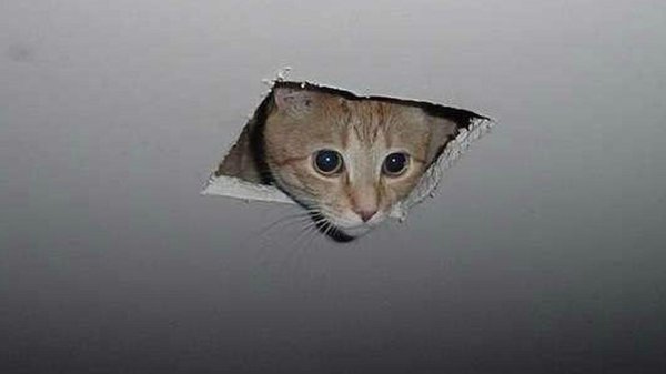 ceiling cat