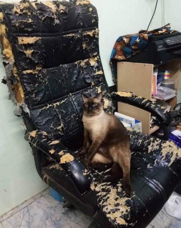 кот на стуле