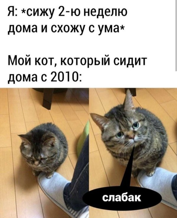 мемы с котами