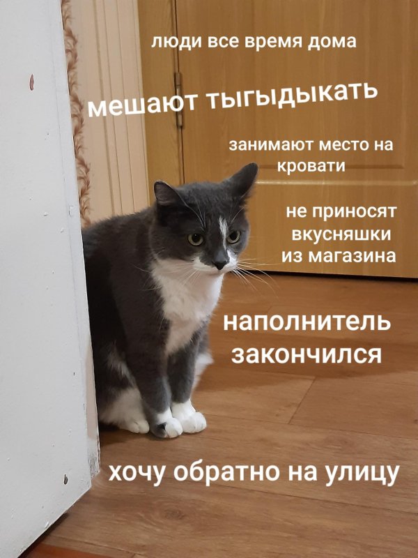 смешные мысли котов