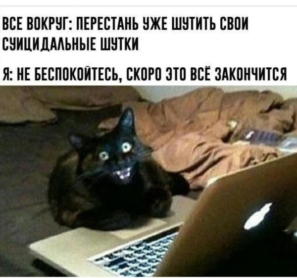 коты за компьютером