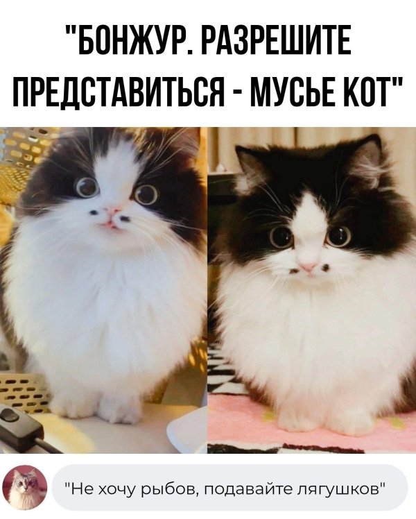 милые котики смешные
