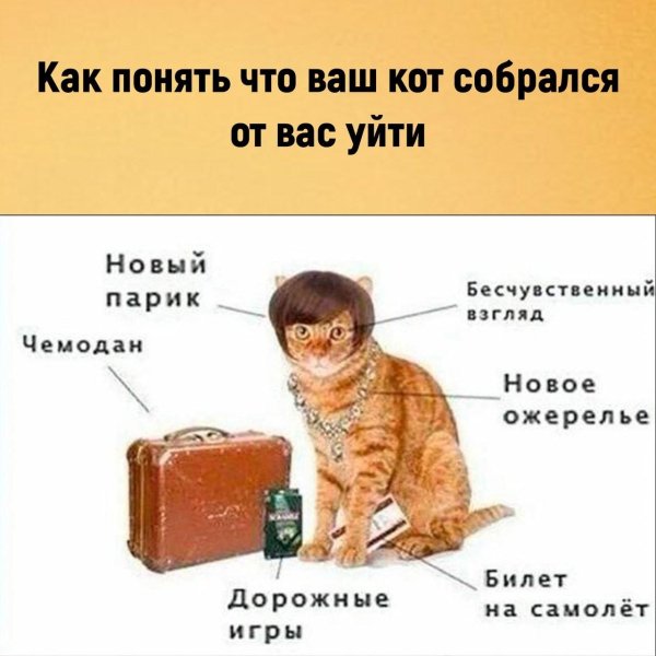 как понять что ваша кошка хочет уйти от вас