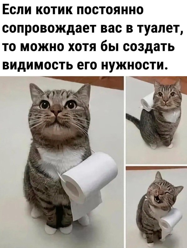 котэ с туалетной бумагой
