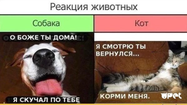 шутки про собак