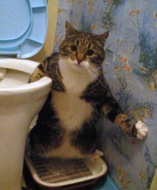 кошка на унитазе