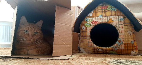 домик для котика