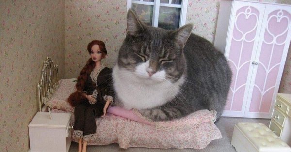 очень толстые коты