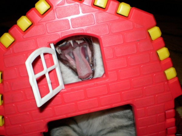 кошачья пасть