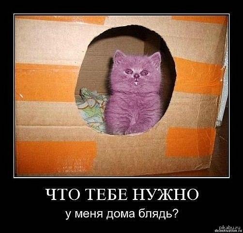 я в домике демотиватор