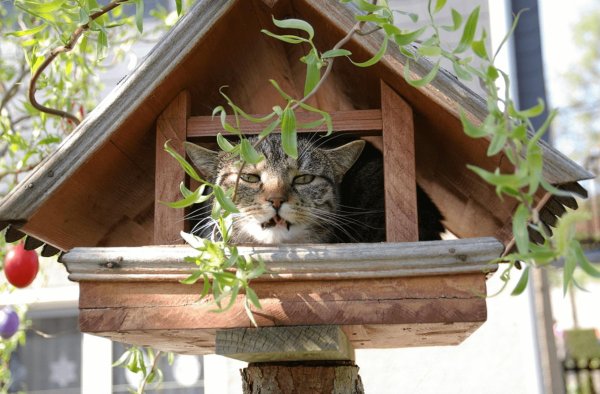 прикольные кормушки для птиц