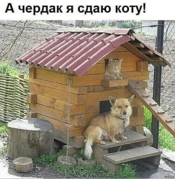 собачьи будки