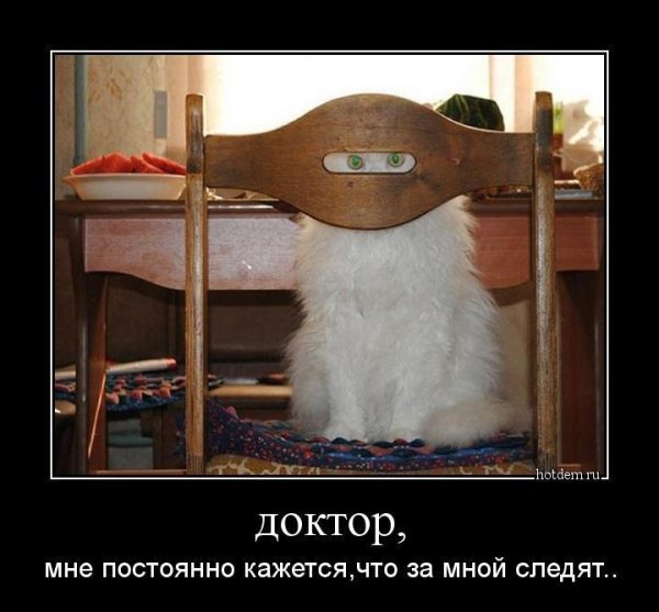 животные юмор